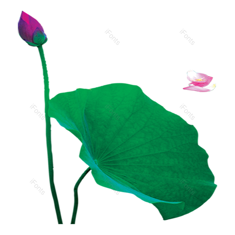 夏至图片,荷花元素,夏天PNG,花卉免抠素材